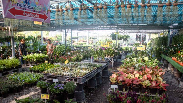 ตลาดสีเขียว green market
