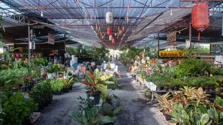 ตลาดสีเขียว green market